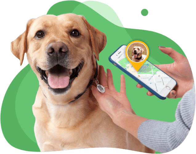 Dog pet outlet id